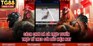 Cách Chơi Đá Gà Trực Tuyến Thực Tế Theo Sới Đấu Hiện Nay