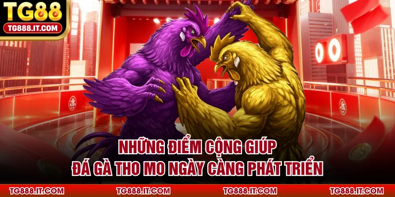 Những điểm cộng giúp đá gà Tho Mo ngày càng phát triển